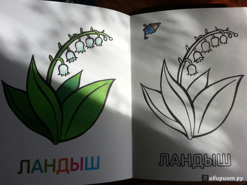 Иллюстрация 23 из 33 для Раскраска для малышей "Цветы" | Лабиринт - книги. Источник: Folgaa