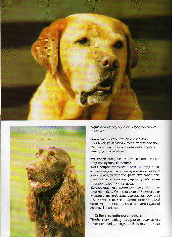 Иллюстрация 11 из 14 для Собаки - Эстер Верхойф-Верхаллен | Лабиринт - книги. Источник: С  М В