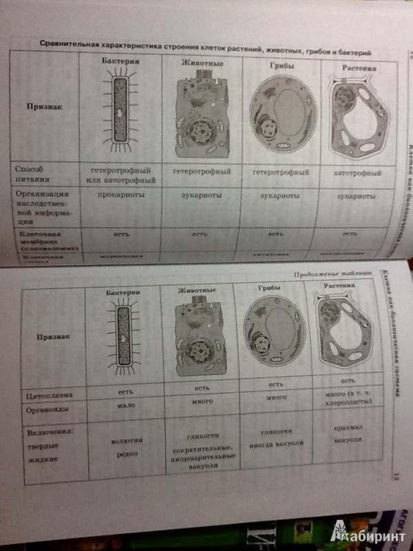 Иллюстрация 15 из 46 для Биология в схемах и таблицах - Ионцева, Торгалов | Лабиринт - книги. Источник: Preobrazhensky