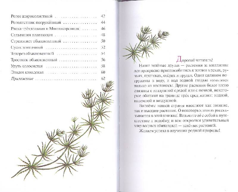 Иллюстрация 9 из 14 для Атлас: Растения водоема (7932) - Козлова, Сивоглазов | Лабиринт - книги. Источник: мамаОля