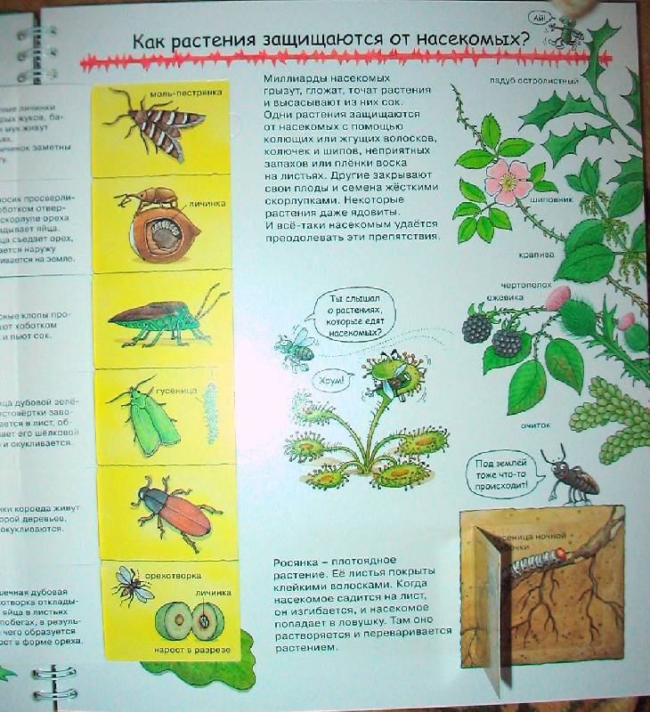 Иллюстрация 30 из 41 для Кто такие насекомые - Ангела Вайнхольд | Лабиринт - книги. Источник: Tamara