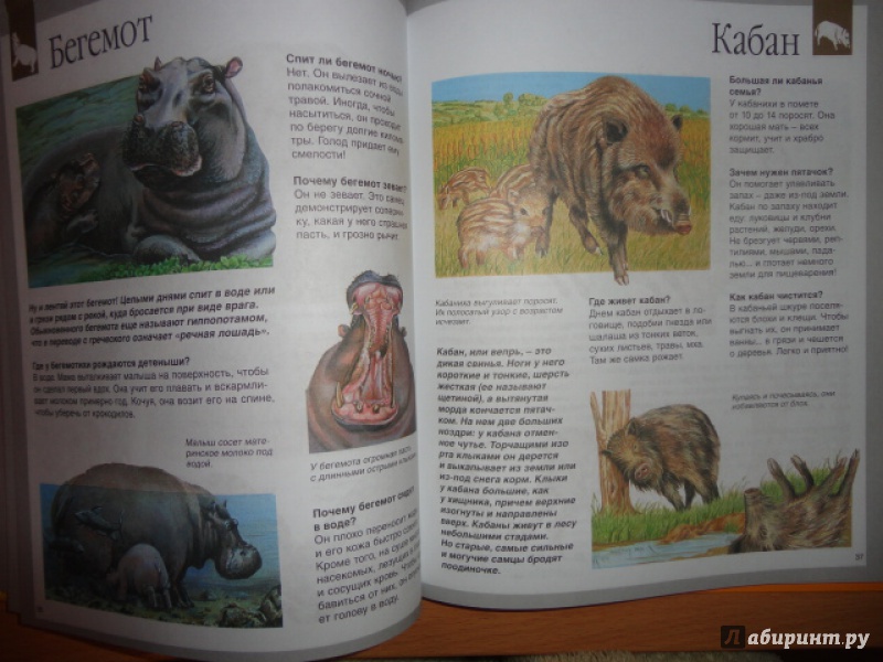 Иллюстрация 12 из 50 для Животные - Букобза, Мулинье | Лабиринт - книги. Источник: Kristin