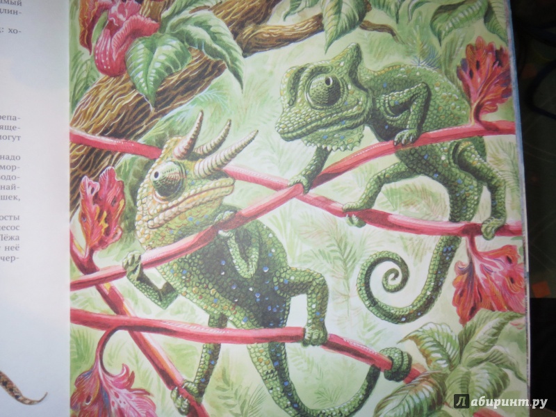 Иллюстрация 11 из 44 для Рептилии - Николай Сладков | Лабиринт - книги. Источник: Paprikash