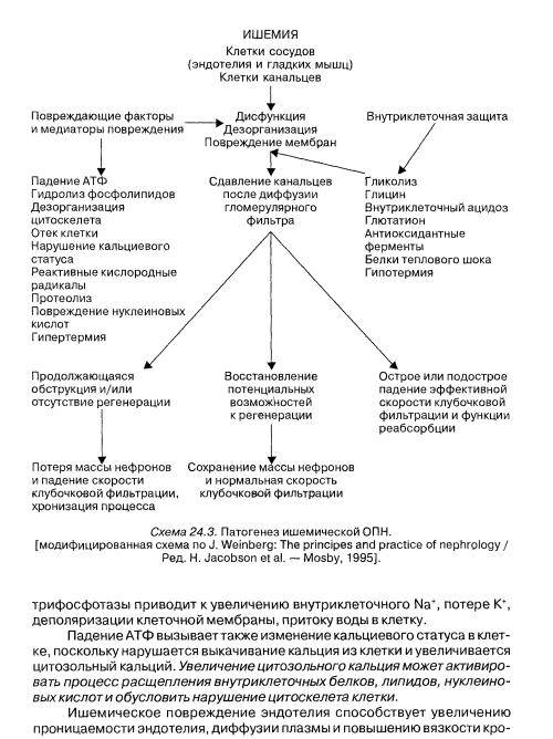 Иллюстрация 11 из 23 для Патофизиология. Учебник в 2-х томах. Том 2 (+CD) - Адо, Новицкий, Гольдберг | Лабиринт - книги. Источник: Федосов  Прохор Сергеевич