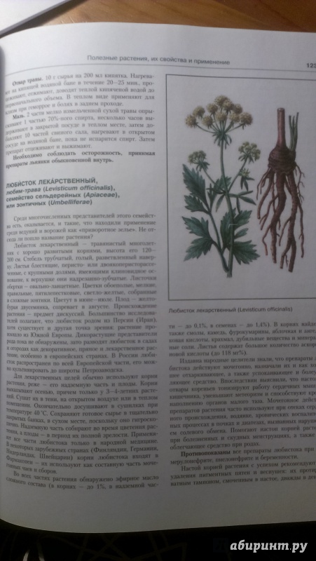 Иллюстрация 6 из 16 для Лекарственные растения. Иллюстрированный атлас - Николай Сафонов | Лабиринт - книги. Источник: Юлия