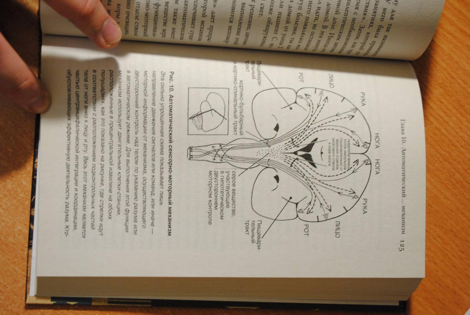 Иллюстрация 40 из 46 для Мозг. Тайны разума - Уайлдер Пенфилд | Лабиринт - книги. Источник: Бачкалов Егор