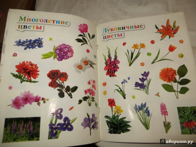Иллюстрация 4 из 15 для Цветы - Наталья Костина | Лабиринт - книги. Источник: Ko-ren