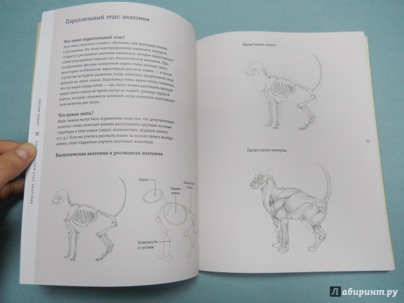 Иллюстрация 4 из 18 для Рисуем кошку за 15 минут - Джек Спайсер | Лабиринт - книги. Источник: dbyyb