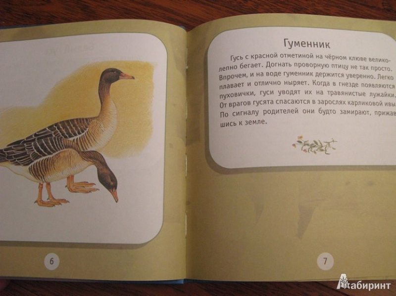 Иллюстрация 14 из 21 для Про птиц. Моя первая книга о животных - Александр Тихонов | Лабиринт - книги. Источник: mamselka