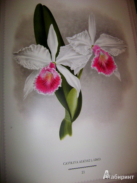 Иллюстрация 7 из 38 для Орхидеи. Линдения - иконография орхидей | Лабиринт - книги. Источник: Lunna