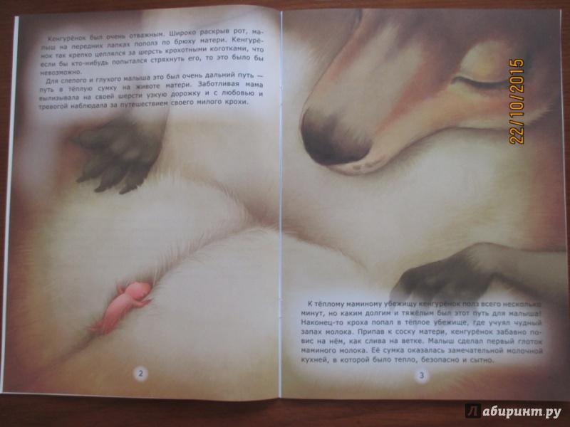 Иллюстрация 16 из 22 для Домик кенгуренка - Лариса Тарасенко | Лабиринт - книги. Источник: Марина Епифанцева