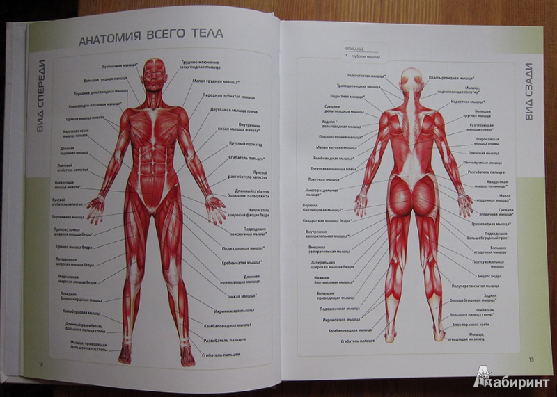 Иллюстрация 4 из 19 для Анатомия упражнений для женщин - Лиза Пурселл | Лабиринт - книги. Источник: Angostura