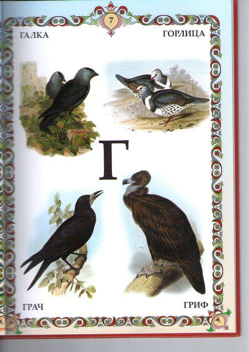 Иллюстрация 5 из 5 для Птицы. Иллюстрированная азбука | Лабиринт - книги. Источник: Дорогова  Александра Константиновна
