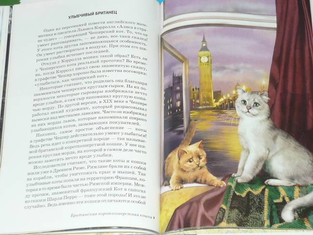 Иллюстрация 26 из 32 для Кошки - Сергей Афонькин | Лабиринт - книги. Источник: Ромашка:-)