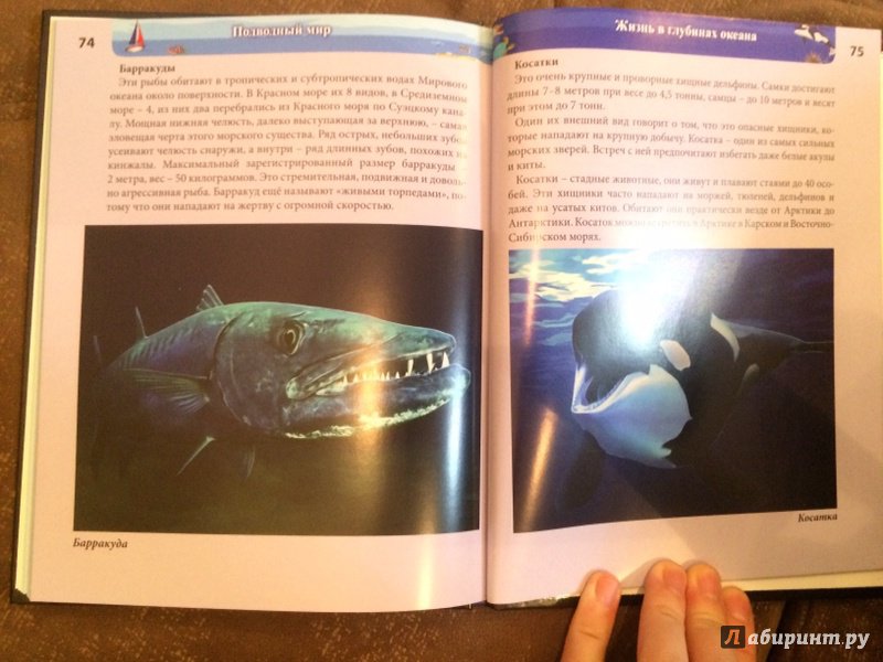 Иллюстрация 29 из 77 для Хочу знать. Подводный мир - Наталья Кульмина | Лабиринт - книги. Источник: Лабиринт