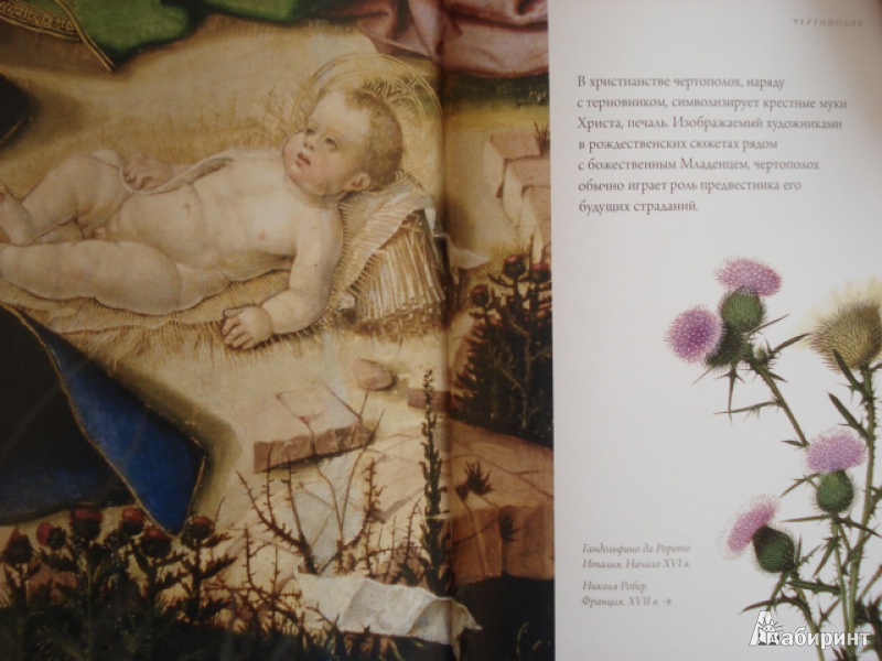 Иллюстрация 38 из 58 для Любовь к ботанике | Лабиринт - книги. Источник: Blackboard_Writer