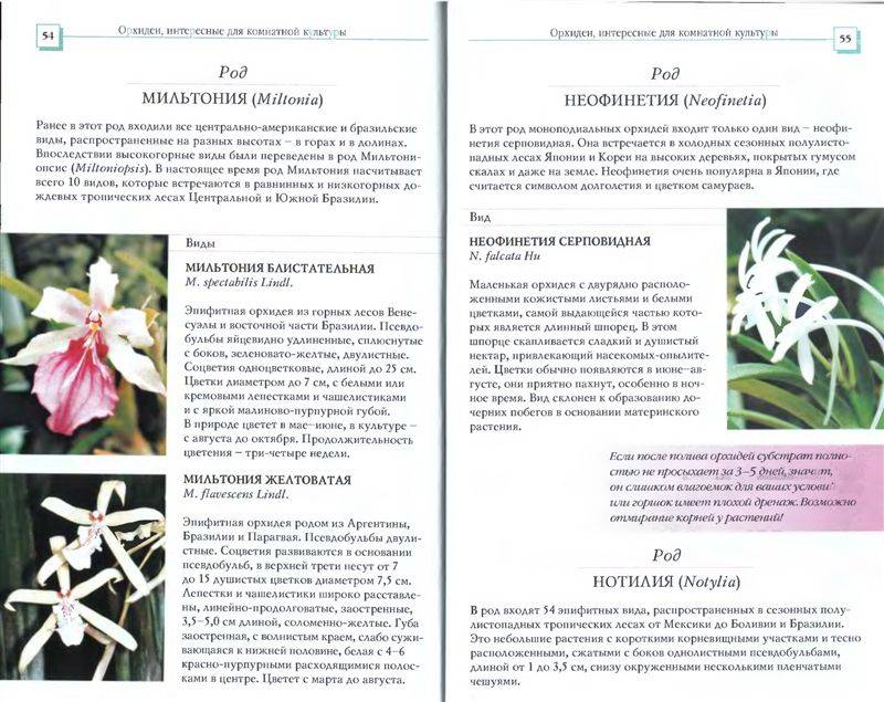 Иллюстрация 13 из 34 для Орхидеи - Коломейцева, Герасимов | Лабиринт - книги. Источник: Юта