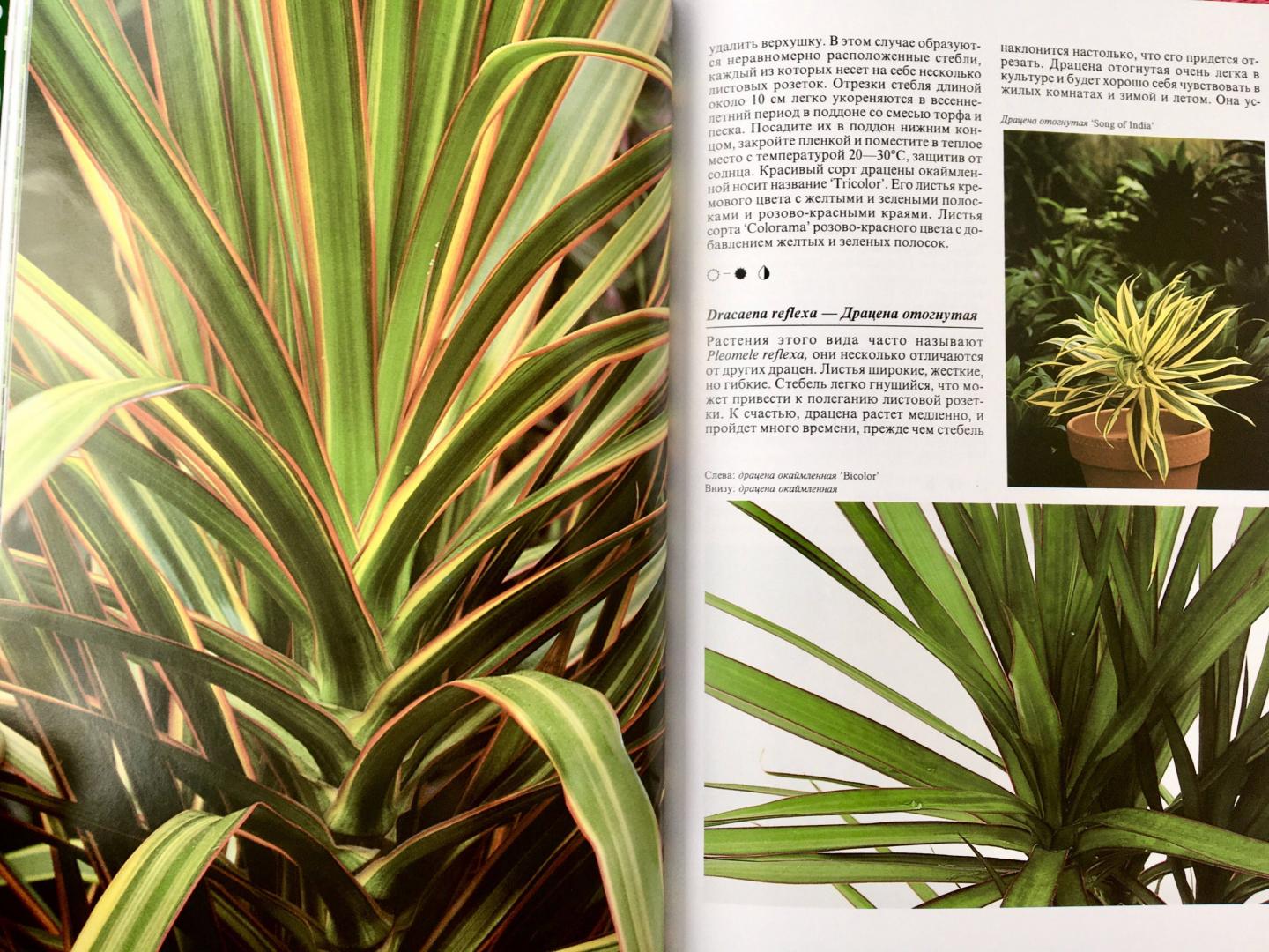 Иллюстрация 24 из 48 для Комнатные растения - Нико Вермейлен | Лабиринт - книги. Источник: Спивакова  Маргарита