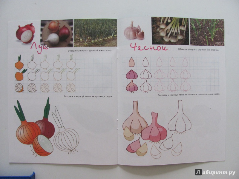 Иллюстрация 9 из 10 для Познавательные прописи "Овощи" (33980) | Лабиринт - книги. Источник: Гончарова  Виктория Александровна