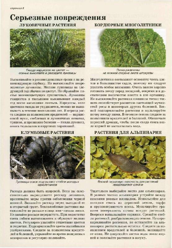 Иллюстрация 16 из 30 для Все о болезнях и вредителях растений - Дэвид Хессайон | Лабиринт - книги. Источник: Юта
