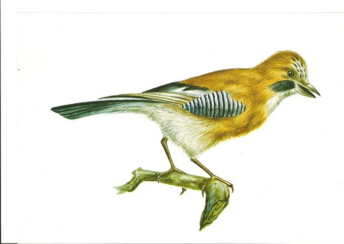 Иллюстрация 2 из 2 для Зимующие и кочующие птицы | Лабиринт - книги. Источник: farnor