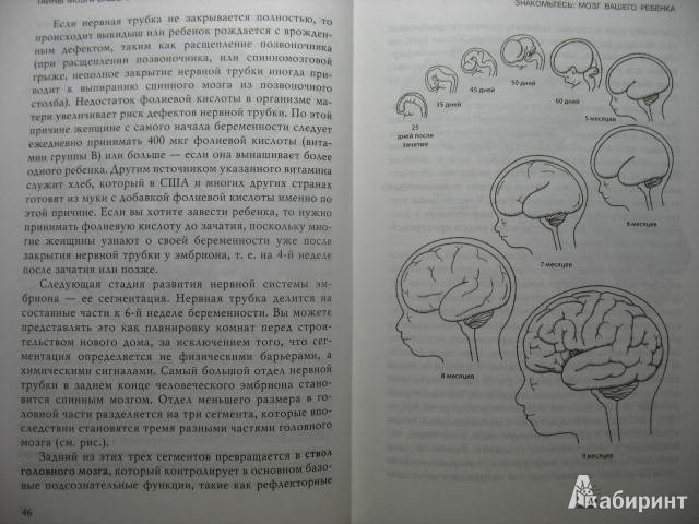 Иллюстрация 10 из 58 для Тайны мозга вашего ребенка. Как, о чем и почему думают дети и подростки от 0 до 18 - Амодт, Вонг | Лабиринт - книги. Источник: kolobus