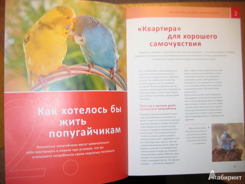 Иллюстрация 9 из 16 для Мой волнистый попугайчик - Иммануэль Бирмелин | Лабиринт - книги. Источник: RoMamka