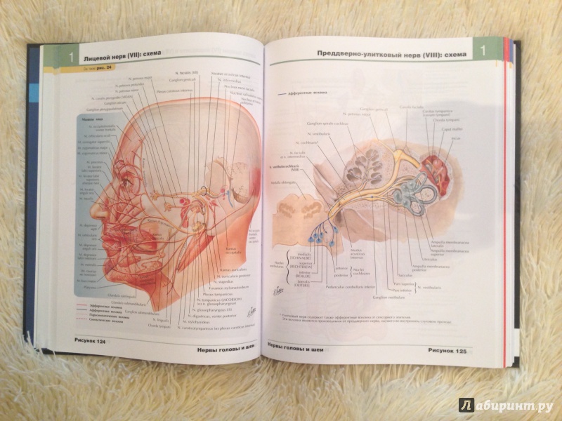 Иллюстрация 17 из 50 для Атлас анатомии человека - Фрэнк Неттер | Лабиринт - книги. Источник: Dyakiv