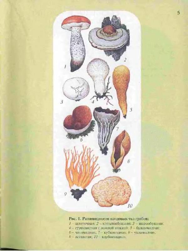 Иллюстрация 14 из 33 для Большой определитель грибов - Александр Юдин | Лабиринт - книги. Источник: Юта