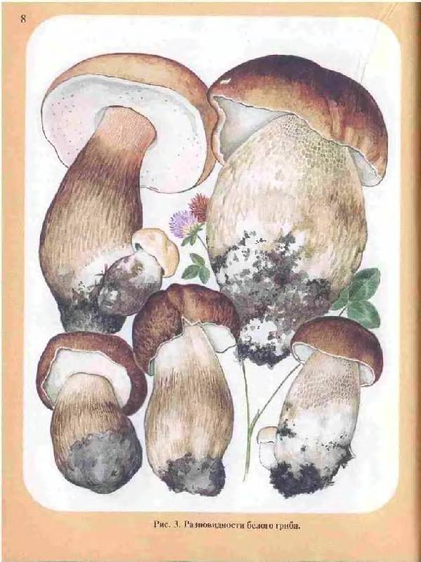 Иллюстрация 16 из 33 для Большой определитель грибов - Александр Юдин | Лабиринт - книги. Источник: Юта