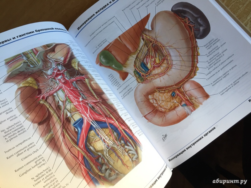 Иллюстрация 37 из 50 для Атлас анатомии человека - Фрэнк Неттер | Лабиринт - книги. Источник: Лабиринт