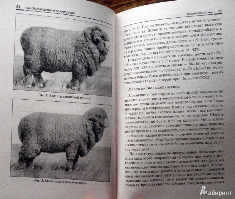 Иллюстрация 6 из 6 для Овцеводство и козоводство - Мирось, Фоминова | Лабиринт - книги. Источник: АннаЛ