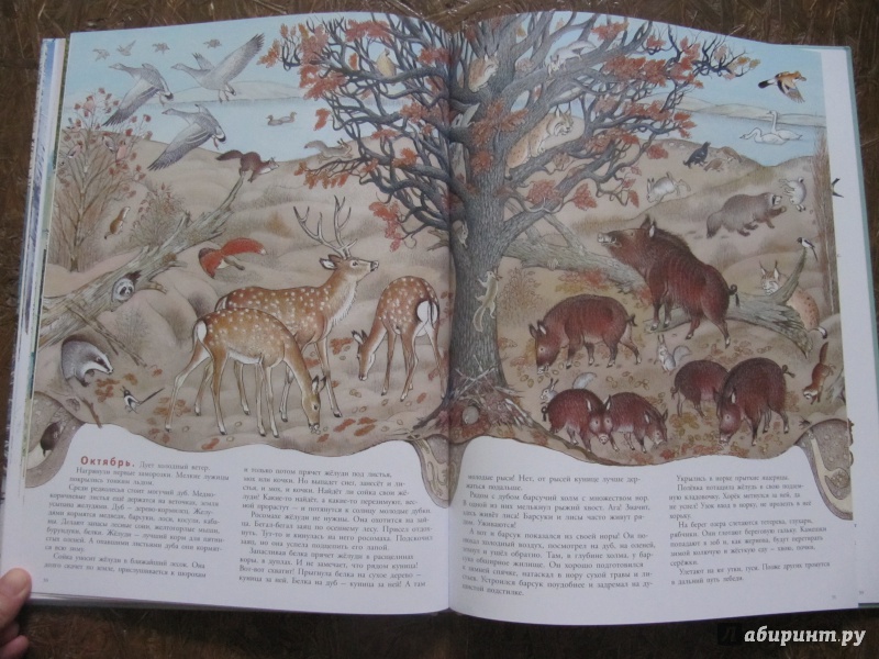 Иллюстрация 63 из 109 для В лесу - Петр Багин | Лабиринт - книги. Источник: Шеин  Андрей