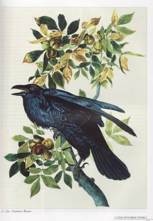 Иллюстрация 7 из 31 для Самые красивые птицы | Лабиринт - книги. Источник: Наталья Плотникова