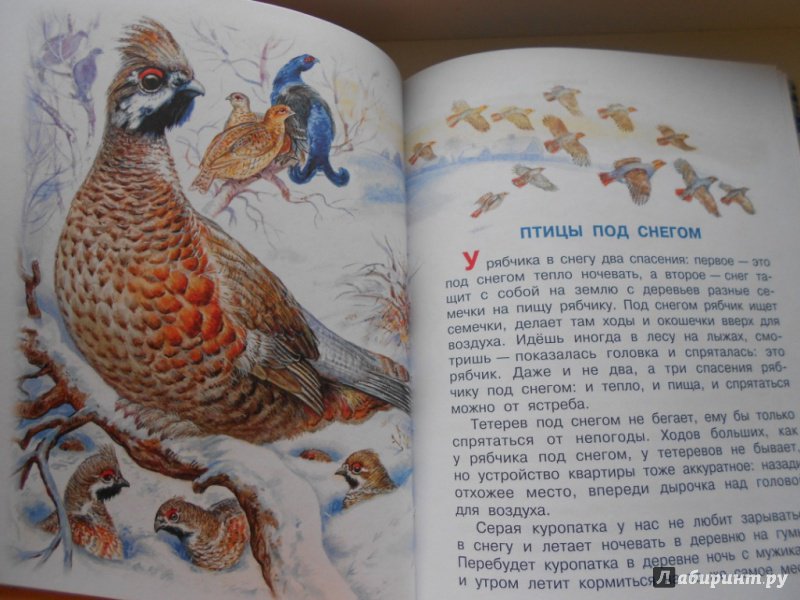 Читаем про птиц