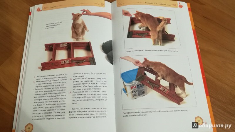 Иллюстрация 28 из 32 для Дрессируем кошку за 10 минут - Мириам Филдс-Бабино | Лабиринт - книги. Источник: Натаly