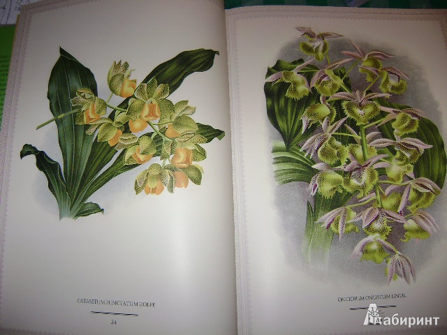 Иллюстрация 9 из 38 для Орхидеи. Линдения - иконография орхидей | Лабиринт - книги. Источник: Lunna