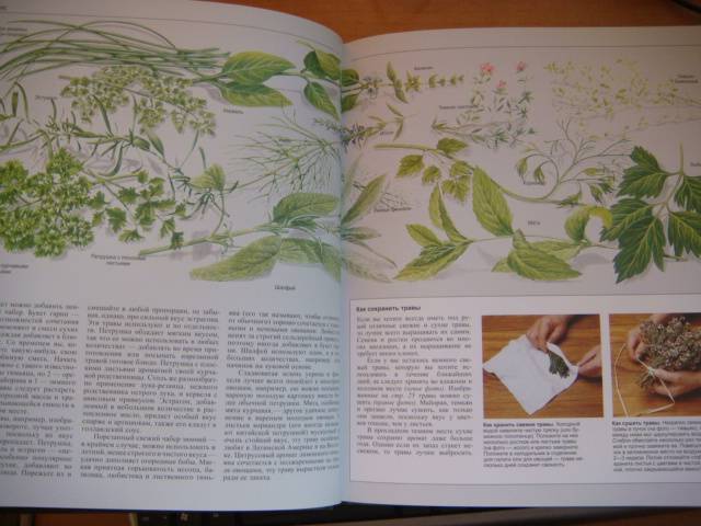 Иллюстрация 28 из 49 для Овощи | Лабиринт - книги. Источник: Glitz