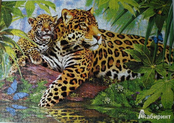 Иллюстрация 2 из 11 для Step Puzzle-1000 "Леопарды" Бархатная коллекция (79518) | Лабиринт - игрушки. Источник: Радченко  Ирина Юрьевна