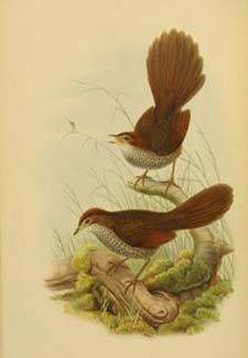 Иллюстрация 4 из 51 для Птицы Австралии (в футляре) - Джон Гульд | Лабиринт - книги. Источник: Dana-ja