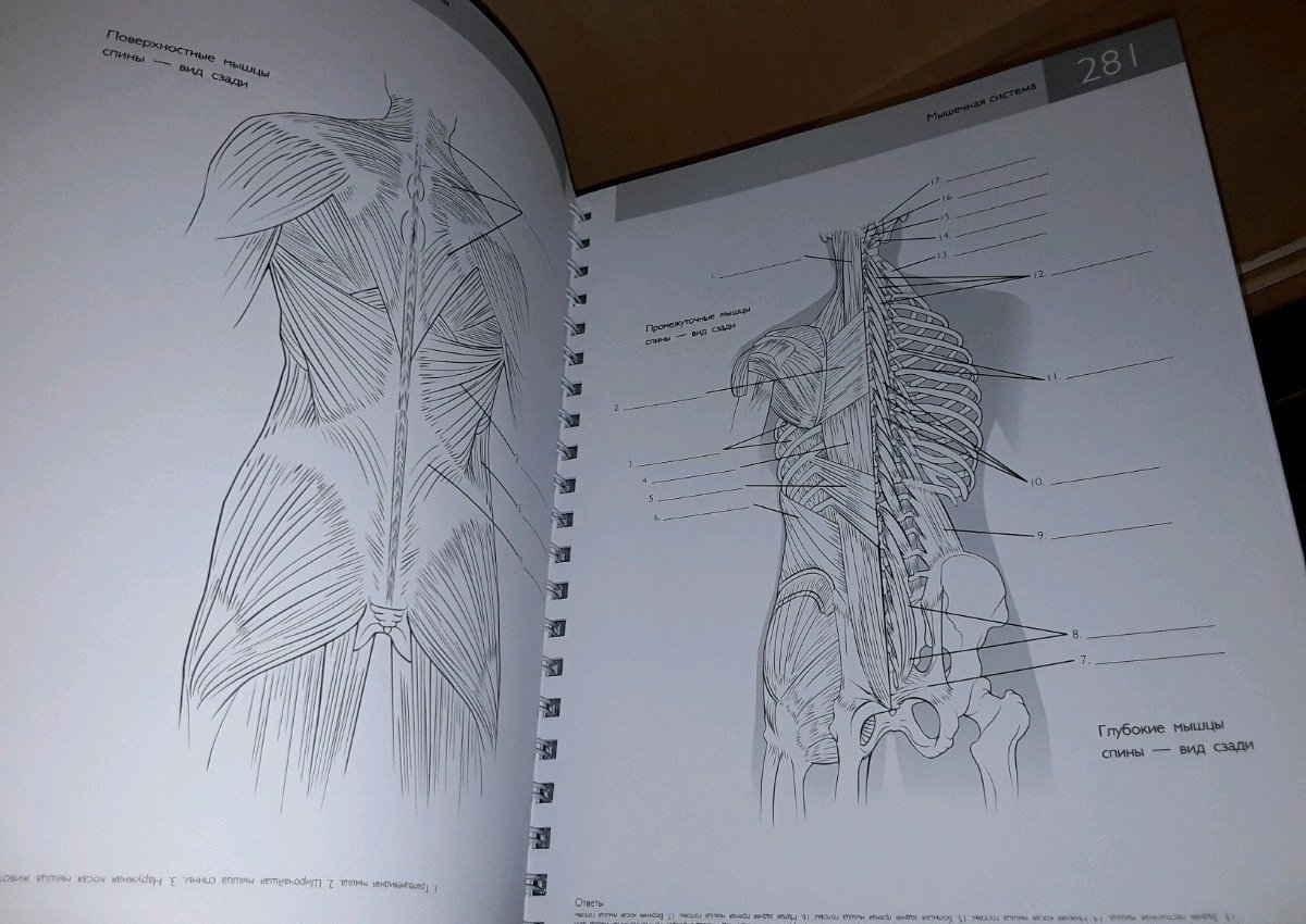 Иллюстрация 18 из 22 для Популярная анатомия человека. Подробное иллюстрированное руководство с тестами для самоконтроля - Кен Эшвелл | Лабиринт - книги. Источник: Космос