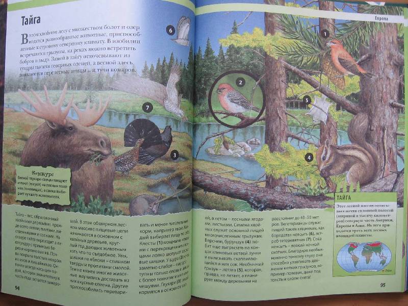 Иллюстрация 22 из 57 для Животные планеты - Кристин Лазье | Лабиринт - книги. Источник: Red cat ;)