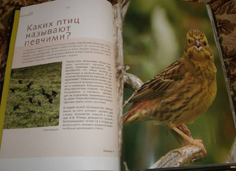 Иллюстрация 4 из 14 для Певчие птицы - Митителло, Хромушин | Лабиринт - книги. Источник: Ёжик
