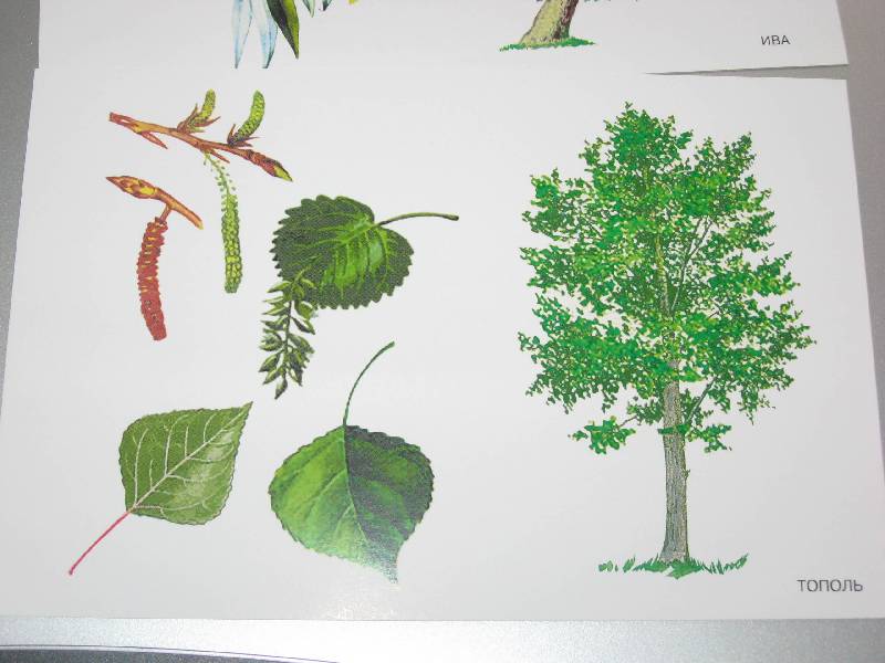 Иллюстрация 6 из 32 для Расскажите детям о деревьях | Лабиринт - книги. Источник: Nadezhda
