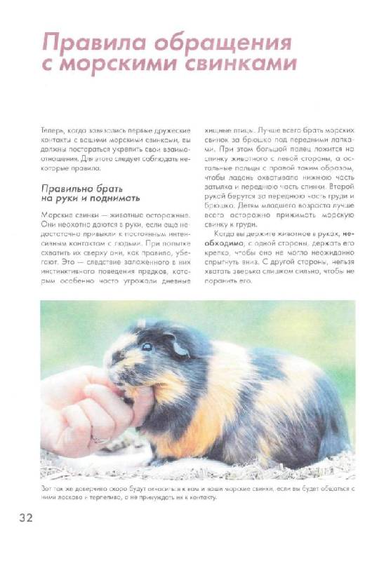 Иллюстрация 20 из 43 для Морские свинки - Фриц Альтман | Лабиринт - книги. Источник: Юта