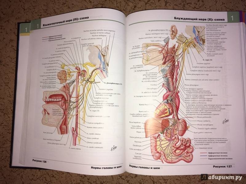 Иллюстрация 39 из 50 для Атлас анатомии человека - Фрэнк Неттер | Лабиринт - книги. Источник: Волков  Кирилл Николаевич