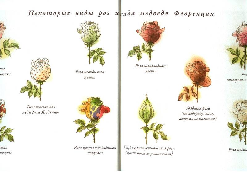 Иллюстрация 6 из 40 для Садовник Флоренций - Кястутис Каспаравичюс | Лабиринт - книги. Источник: Zhanna