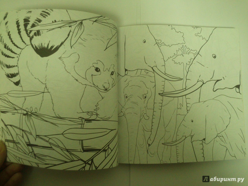 Иллюстрация 15 из 25 для Удивительные животные. Раскраска-антистресс для творчества и вдохновения | Лабиринт - книги. Источник: Черная  Ксения
