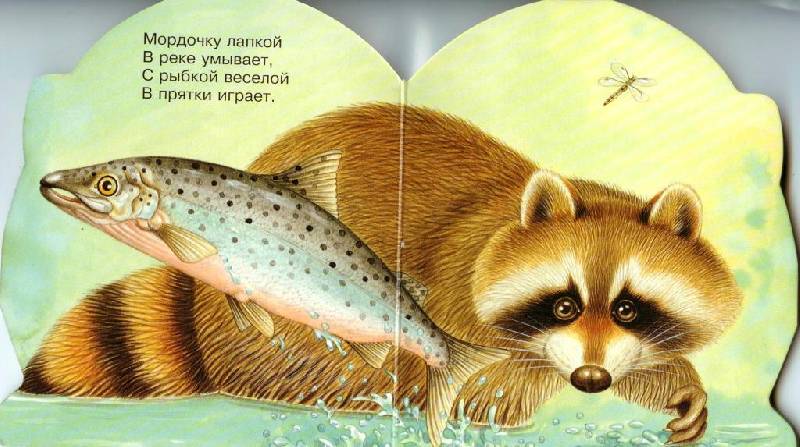 Иллюстрация 3 из 8 для Про енота. Зверята - В. Комаров | Лабиринт - книги. Источник: Zhanna