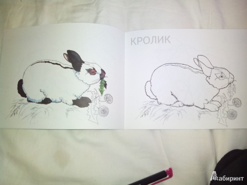 Иллюстрация 3 из 20 для Домашние животные. ФГОС ДО | Лабиринт - книги. Источник: Харченко  Ольга